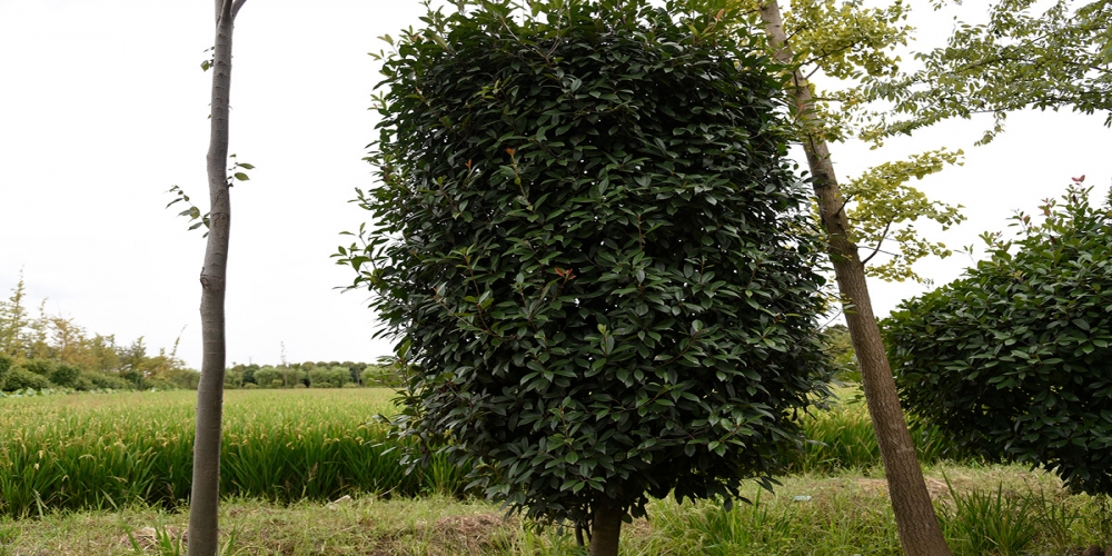 苗木的栽培技術(shù)