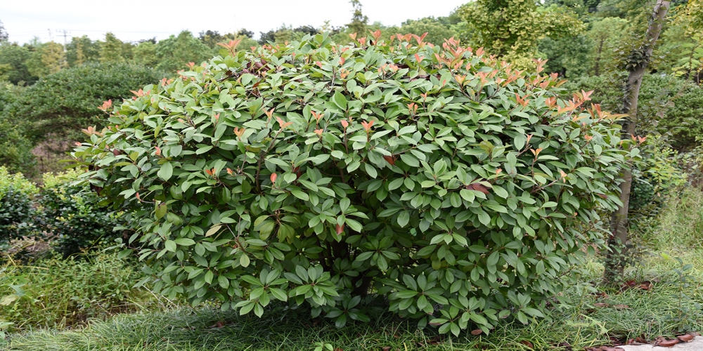 冬季花卉的病蟲害防治