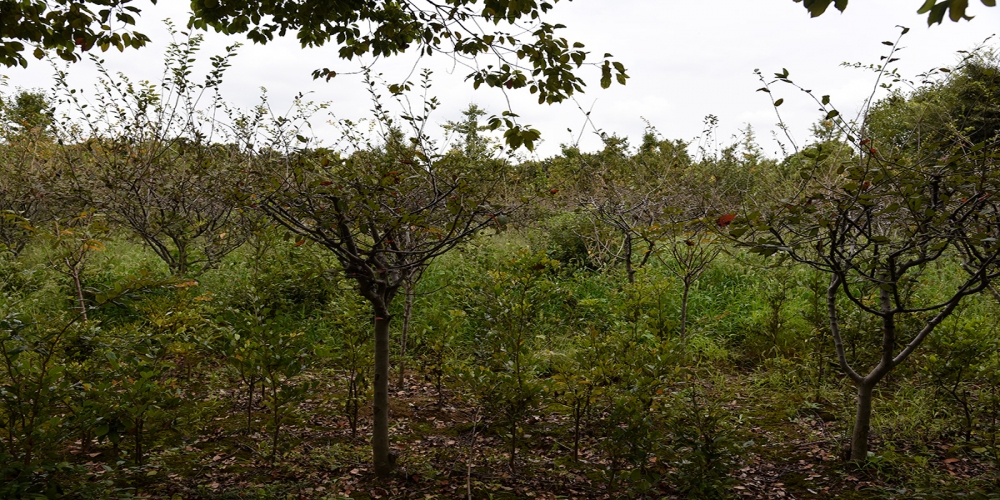 花木快速“長大”：“盆景”成“風(fēng)景”